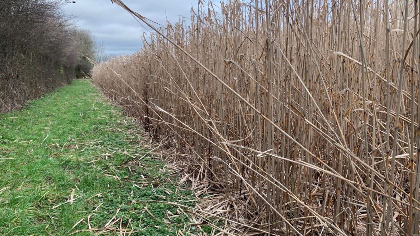 Litière malaxée de miscanthus coûts technique avantages