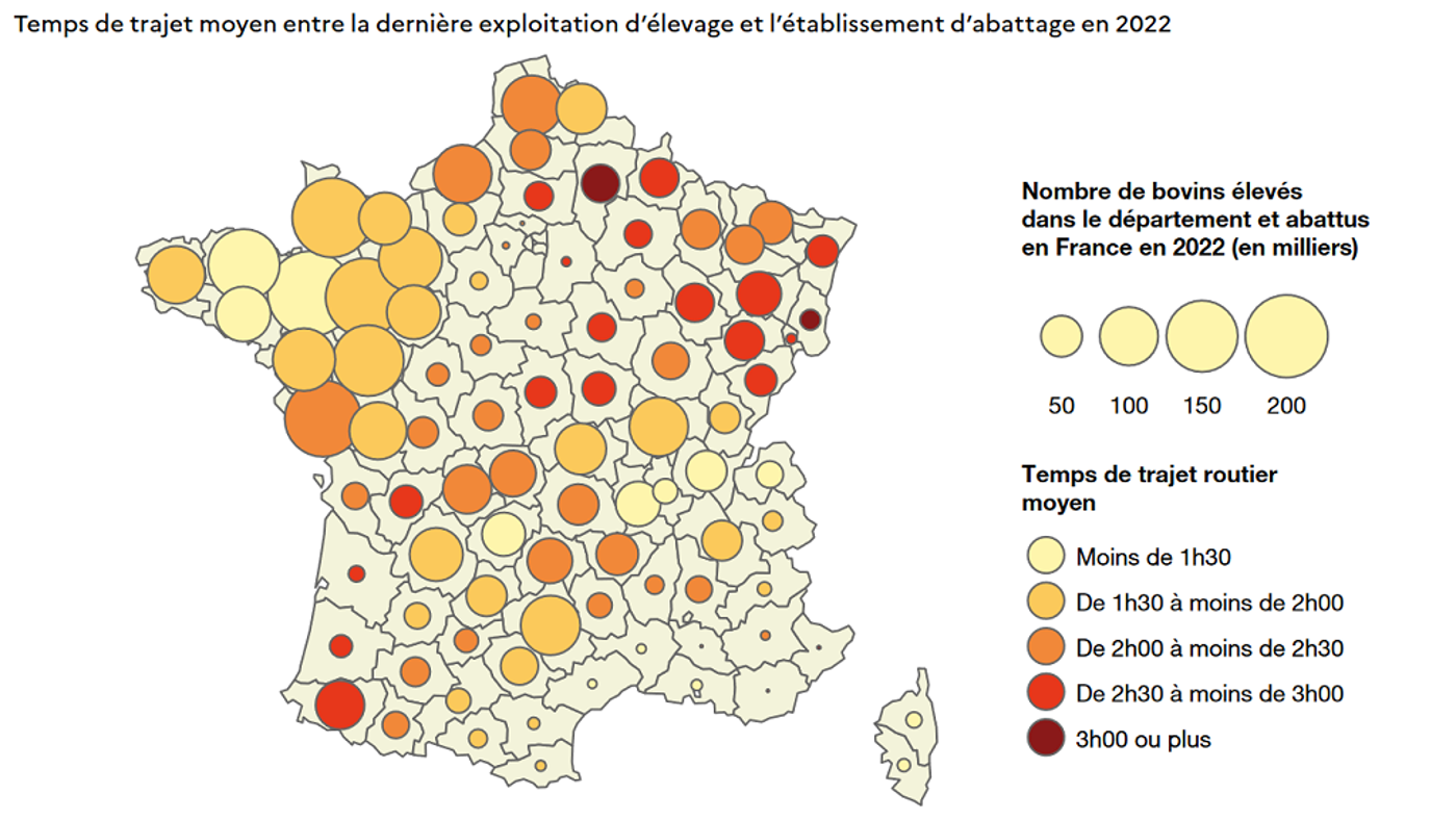 Bovins Le Temps De Transport Entre La Ferme Et Labattoir Augmente