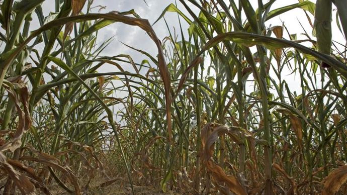 fourrage Début des ensilages de maïs dès la mi août