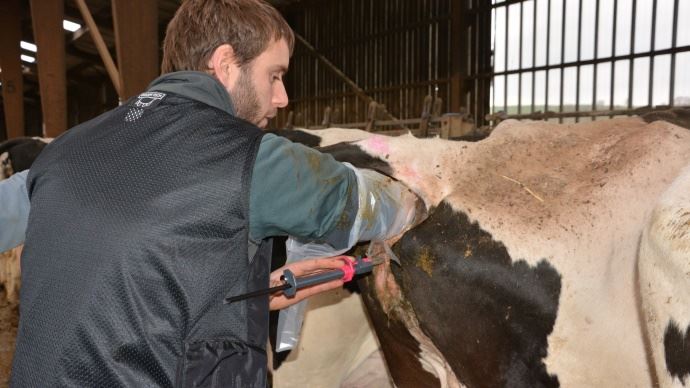 Insémination Profonde Sur Vaches Elexinn Lance Xtremia 