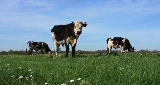 Les exportations françaises de produits laitiers augmentent de 45 millions d'euros en février 2012