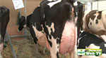 Space 2011 – Concours Prim'Holstein
 
