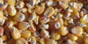 105 q/ha en maïs grain... une référence historique