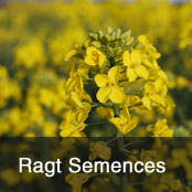 Ragt Semences