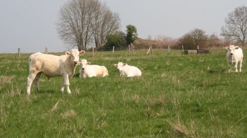 Une hausse de la production bovine attendue en 2014 Une hausse de la production bovine attendue en 2014