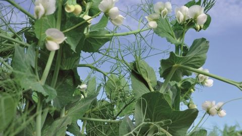Attention aux ravageurs à partir de la floraison des protéagineux