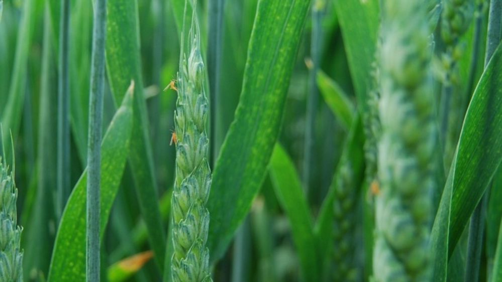 Surveiller les cécidomyies autour de l’épiaison/floraison
