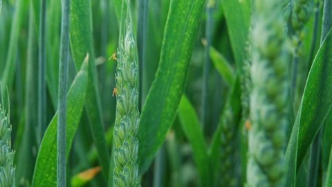 Surveiller les cécidomyies autour de l’épiaison/floraison Surveiller les cécidomyies autour de l’épiaison/floraison