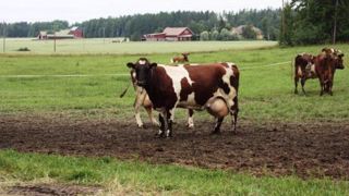 Coopératives laitières : des éleveurs à la barre Coopératives laitières : des éleveurs à la barre