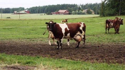 Coopératives laitières : des éleveurs à la barre Coopératives laitières : des éleveurs à la barre