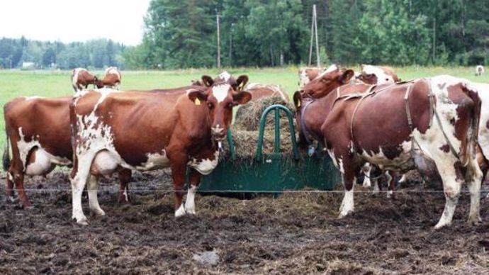 Vaches en Finlande