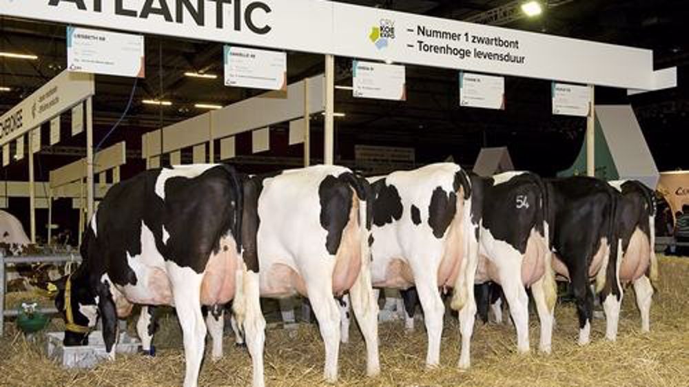 Crv présentera neuf descendances de taureaux lors du Nrm