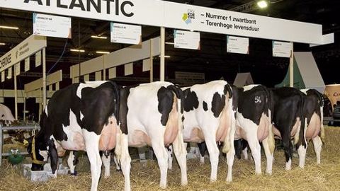 Crv présentera neuf descendances de taureaux lors du Nrm