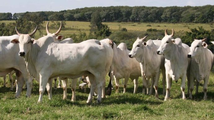 Nelore Beef