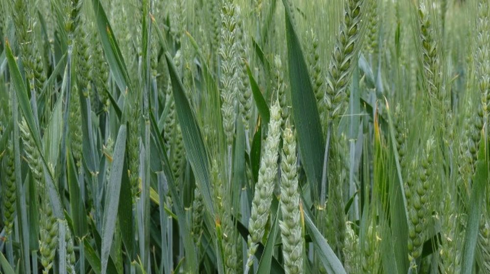 Mélanges de variétés : quels avantages en attendre ?
