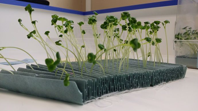 plantules colza au labo - test de germination
