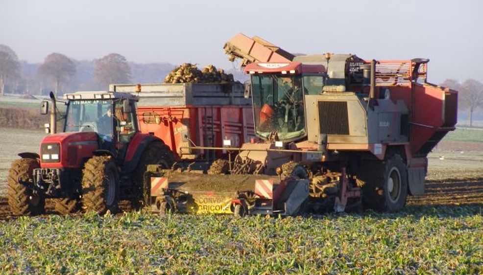Fin des quotas sucriers : un secteur sur la sellette ?