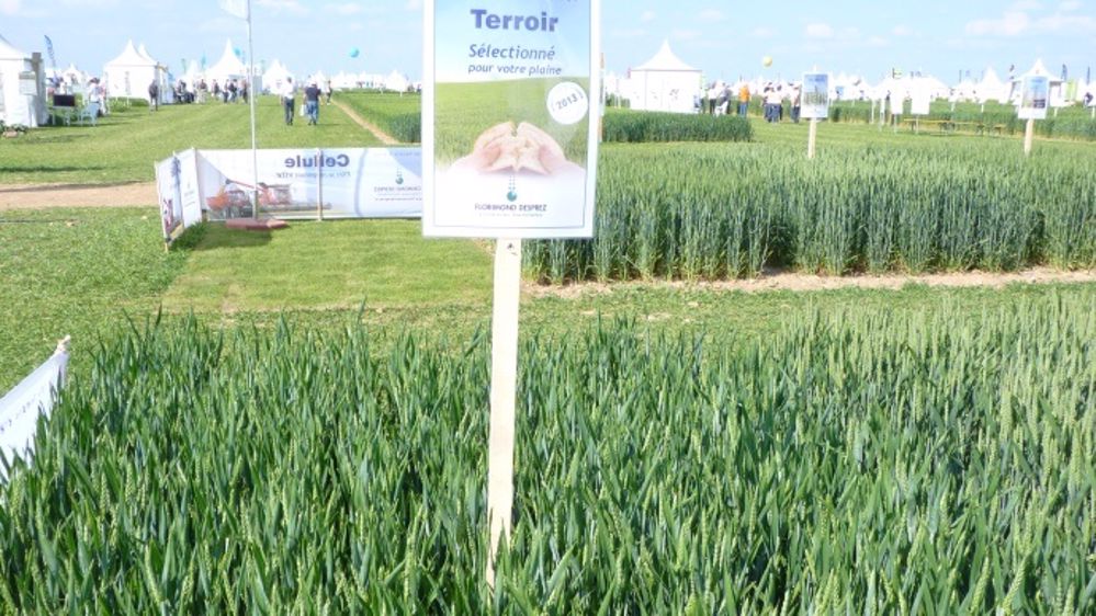 Performances confirmées en post-inscription en blé tendre, blé dur et triticale