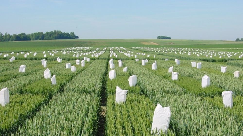 Belle percée des blés hybrides dans l'offre variétale