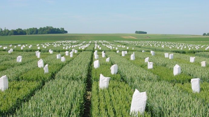 Pépinière blés hybrides