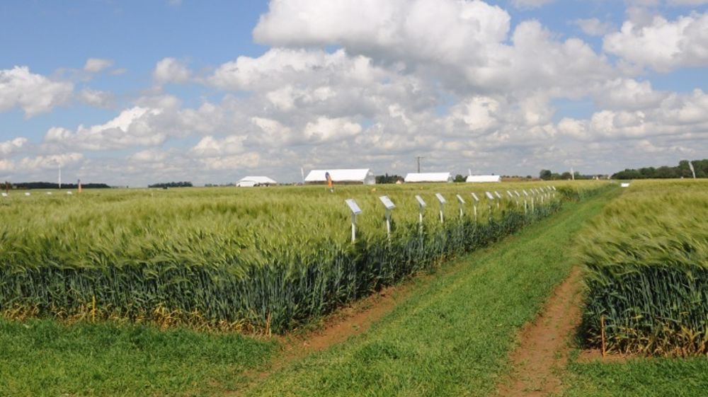 Pour choisir ou confirmer ses choix en céréales et colza