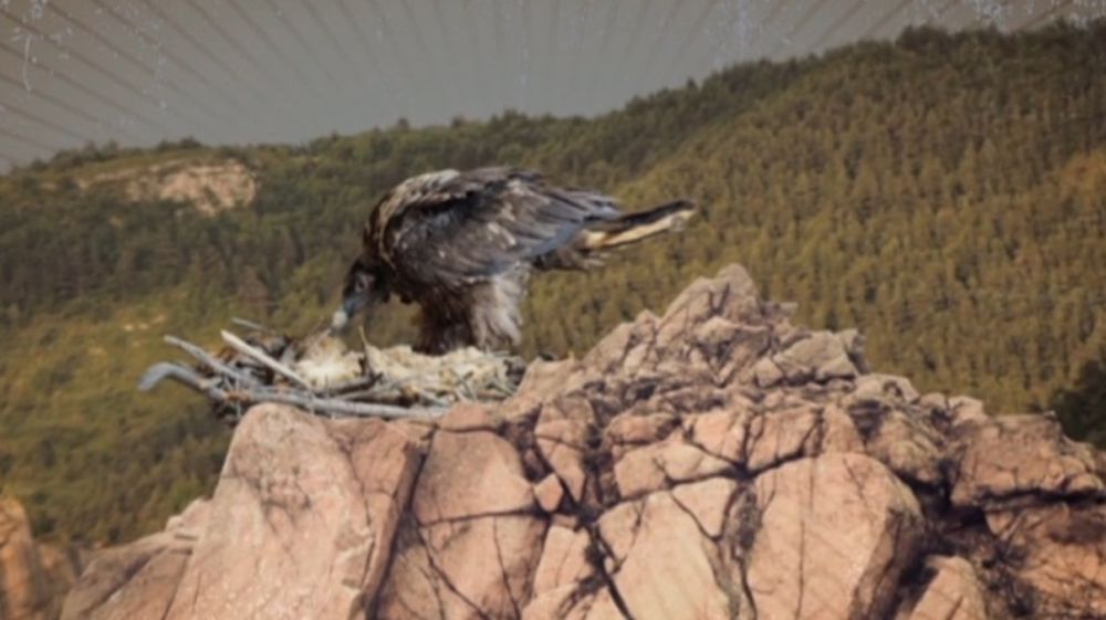 Royal pour un « juste équilibre entre pastoralisme et réintroduction d'espèces»