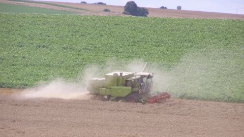 Les prix baissent, la qualité et les pluies inquiètent Les prix baissent, la qualité et les pluies inquiètent