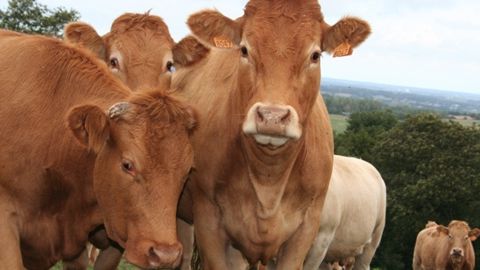La viande bio résiste au désamour anti-viande La viande bio résiste au désamour anti-viande