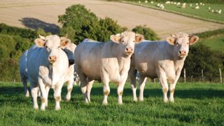 Plus de 800 Charolais attendus fin août sur le site du Marault (58) Plus de 800 Charolais attendus fin août sur le site du Marault (58)