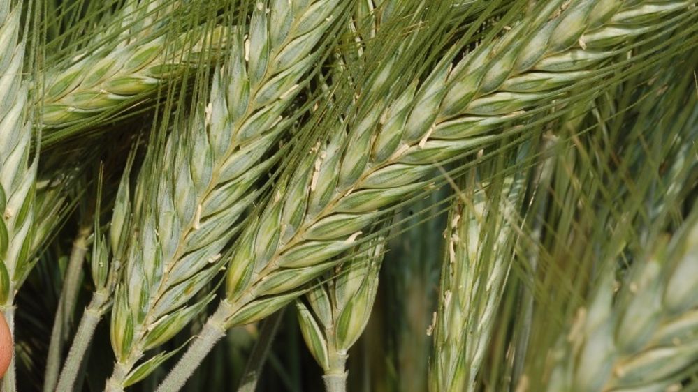 Les premiers résultats des variétés de triticale