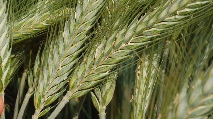 Epi de triticale en floraison.