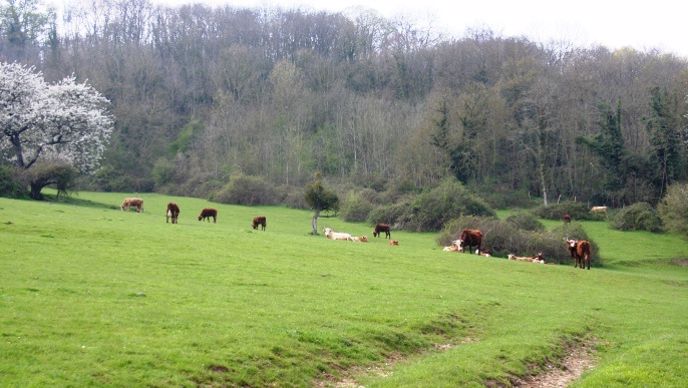 Pour de nombreux agriculteurs, les règles de conditionnalité entravent leurs activités de production.