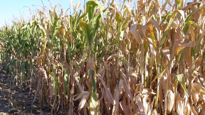Les canes de maïs constituent des matières premières tout à fait adéquates pour la production de biocarburants de seconde génération.