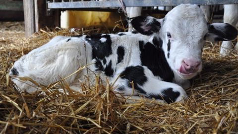 Points de contrôle sur l'identification des bovins