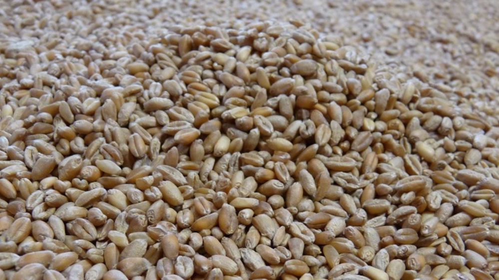 Après l'été pourri, les labos trient les blés jour et nuit