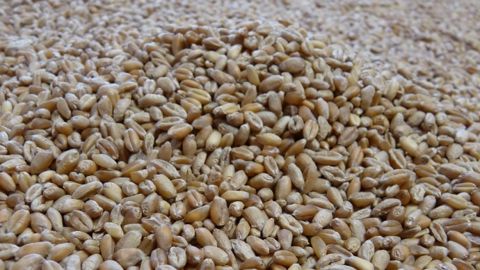 Après l'été pourri, les labos trient les blés jour et nuit