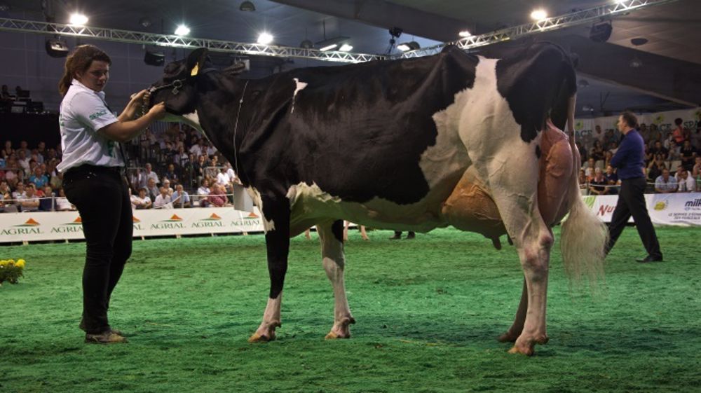 Tous les palmarès des concours bovins (Maj vidéos) Tous les palmarès des concours bovins (Maj vidéos)