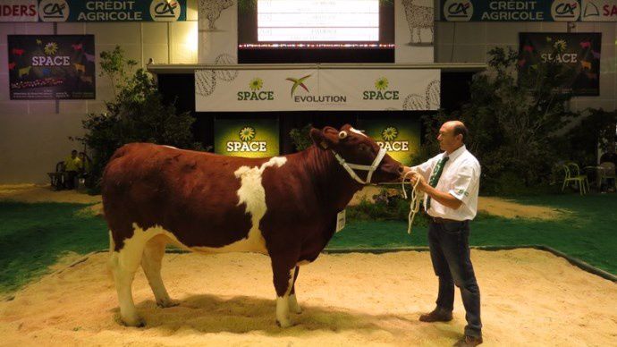 Hemione, championne rouge des prés Space 2014