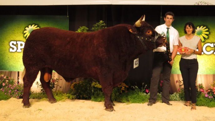 Forez champion Salers Space 2014