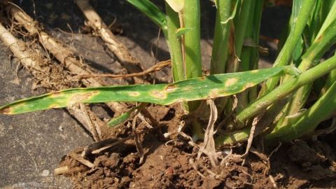 Utilisation des produits phytopharmaceutiques