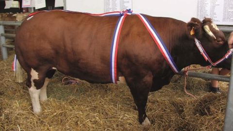 Concours d'Evron - Un festival réglé de main de maître