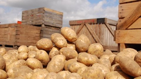 Stockage des pommes de terre : satisfaire les marchés et l’environnement