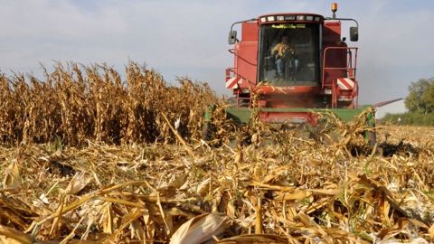 Le broyage des résidus de maïs réduit les risques de contamination en Don