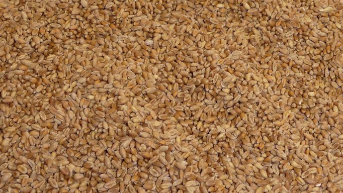 Grains de blé
