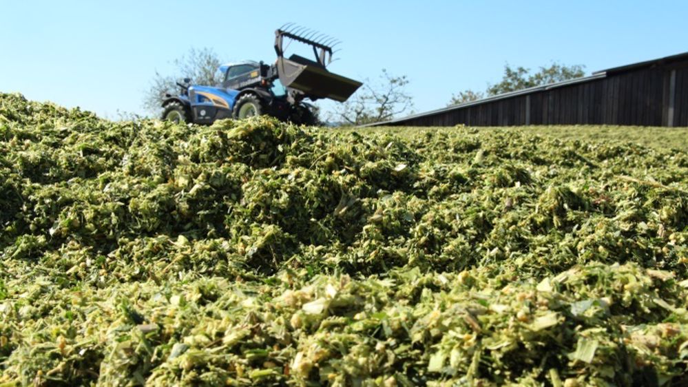 Maïs fourrage : les prévisions de récolte actualisées