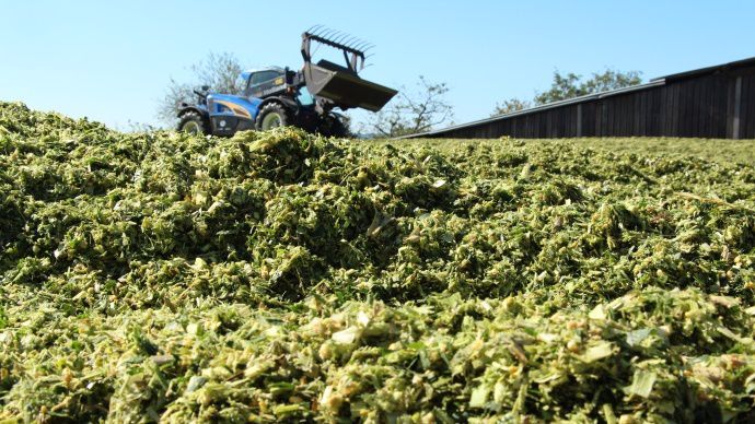 ensilage de maïs
