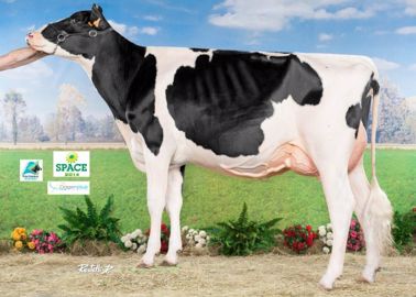 Hyllander (Boldwin x Virzil) - Réserve Championne Espoir – A Henri Joseph Jegouzo (56)