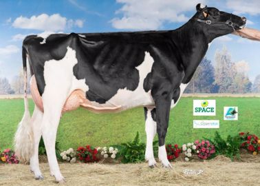 Generation (Amazing x Negundo) - Championne Espoir – Au Gaec Toullec (29)