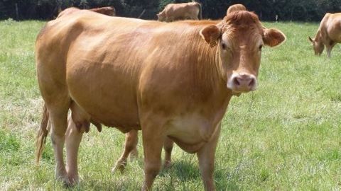 Face aux crises, le monde agricole plaide pour le « patriotisme alimentaire »