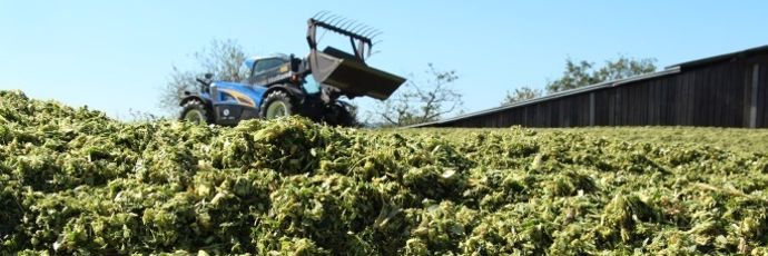 Ensilage de maïs